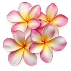 Fototapeta premium NatureFlorals Cluster Pink Moment Pure Placed Flowers