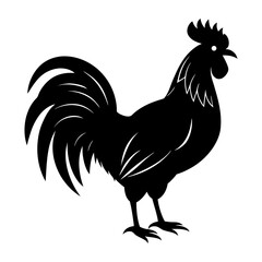 rooster isolated on white background