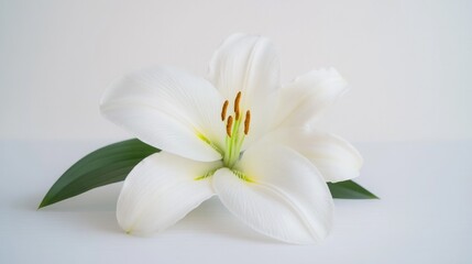 Fototapeta premium Delicate white lily blooms gracefully, showcasing vibrant yellow