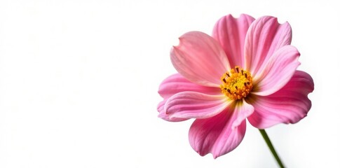 Colorful isolated flower with delicate petals, white background, botanical