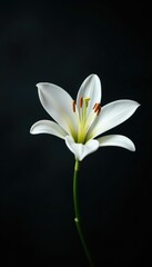 Obraz premium Single white lily flower on a dark background, white, petals, focus