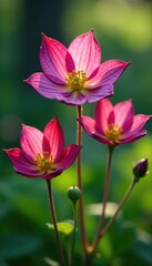 Fototapeta premium Columbine flowers blooming in the morning dew, natural, dew