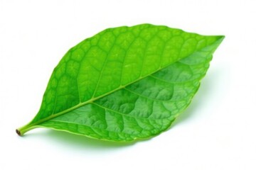 Obraz premium Delicate green leaf with veins isolated on white background, green, leaf, botanical