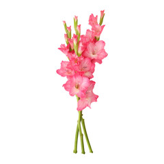 Pink gladiolus flower stems isolated on transparent background