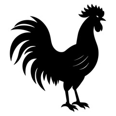 rooster isolated on white background