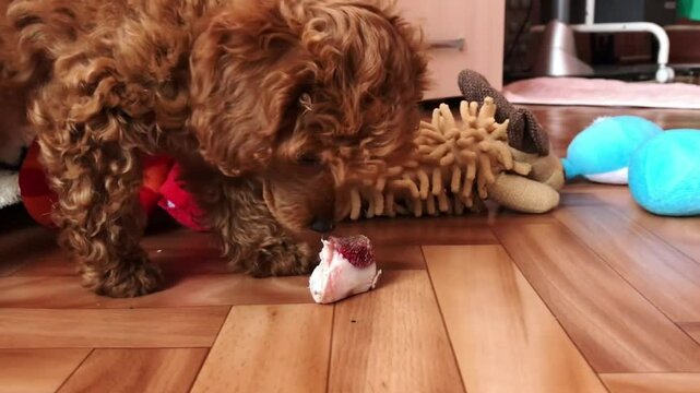 Small brown dog is sniffing a toy on the floor. The toy is a blue ball