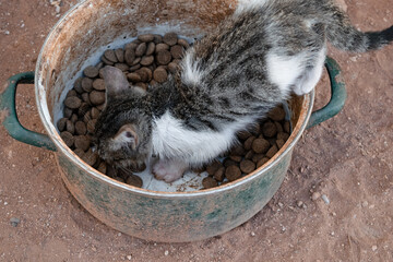 Very small kitten gets into the cat food container of his feline colony © LaSierragPhotoGraphy
