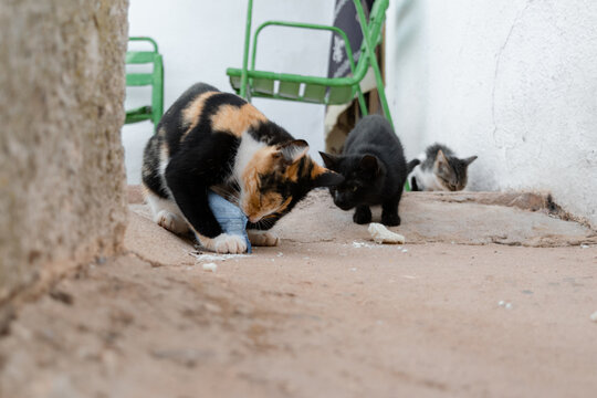 A cat tries to open a plastic package containing wet cat food found in the trash while her son waits to eat.