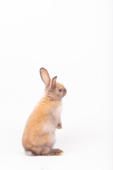 Adorable Pet Rabbit, Cute Fluffy, White Mammal with Large Ears on Background, Showcasing Its Small, Furry, Domestic Nature, Perfect for Easter Celebrations and Farm Enthusiasts