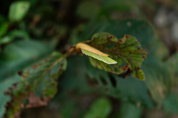Green Leave Foliage Forest, Abstract Texture of Nature Flora, Capturing Vibrant Color of Spring and Summer, Bright Fresh Background, Inspiration Design Wallpaper