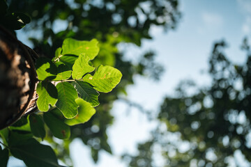 Green Leave Foliage Forest, Abstract Texture of Nature Flora, Capturing Vibrant Color of Spring and...
