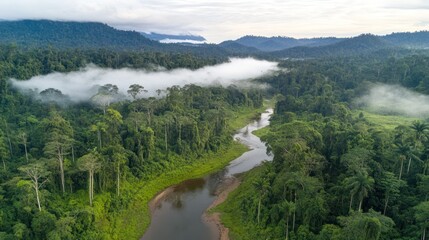 Aerial view Rainforest river, morning mist, mountains, lush vegetation, conservation
