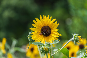 ヒマワリとミツバチの夏の風景