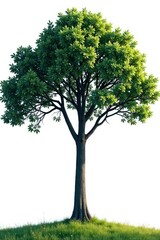 Fototapeta premium isolated tree branches stretching towards sky, landscape, solitary