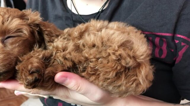 Person is holding a small brown dog with a pink shirt that says 1887. The dog is curled up and he is sleeping