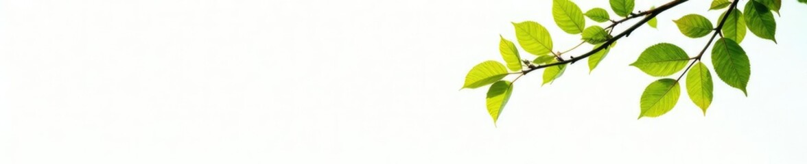 Obraz premium Isolated tree branches with leaves on white background, twiggy, white