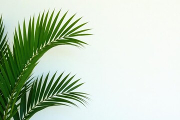 Obraz premium isolated palm branches against a plain white wall, foliage, minimalism