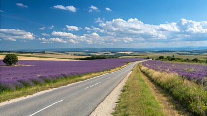Fototapeta premium A scenic view of a long, straight asphalt road cutting through a lavender field in full bloom, with a clear blue sky and fluffy white clouds above. 