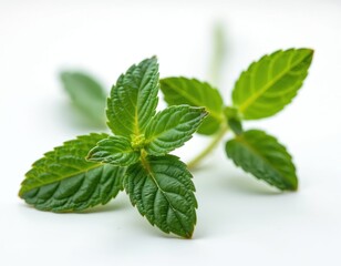 Fresh mint plant with vibrant green leaves isolated on white background. Close-up of organic herb, aromatic ingredient for food, cocktails, medicine, spa, aromatherapy. Healthy eating, natural flavor.