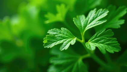 Fototapeta premium Close-up shot of parsley, showing leaf veins & shapes, healthy, detail