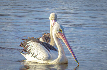 Pelican on noosa river