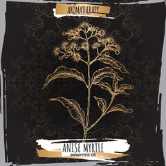 Anise Myrtle aka Syzygium anisatum sketch on elegant black lace background.