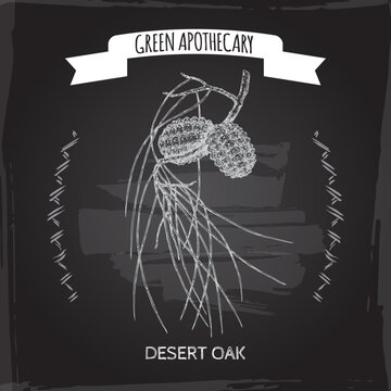 Desert oak aka Allocasuarina decaisneana sketch on black background. Green apothecary series.