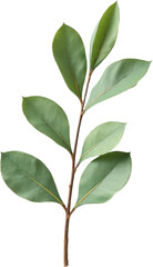 Obraz premium Green Leaves on a Branch, transparent background