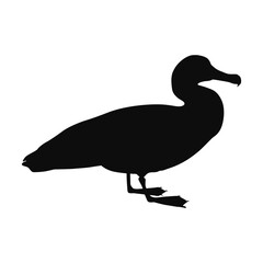 Vector silhouette of a realistic Albatross - black animal illustration, isolated on white background