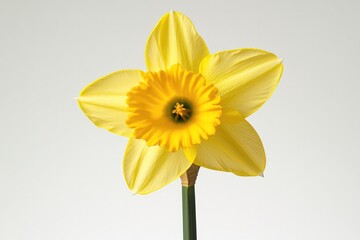 Bright yellow daffodil with layered petals showcasing intricate