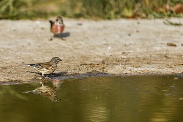 Common linnet drinking water with reflection in a pond