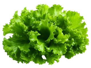 Fresh Green Lettuce Isolated On Transparent Background Photo Showing Detailed Leaf Textures