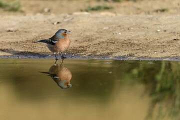 Common chaffinch standing by a pond with a clear reflection