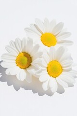 Fototapeta premium Three white daisies with vibrant yellow centers, arranged agains