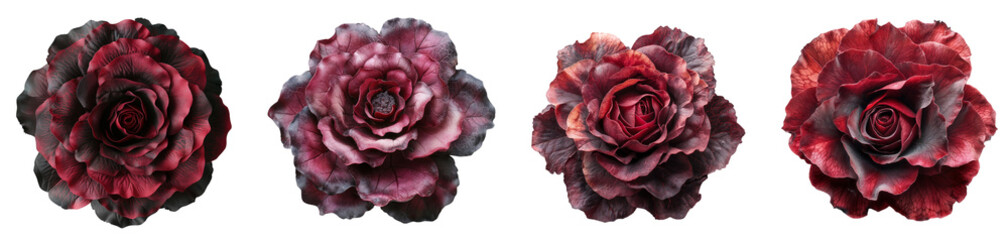 Unique Burgundy Ornamental Cabbage Flowers Pack of 4 Isolated on a Transparent Canvas PNG File