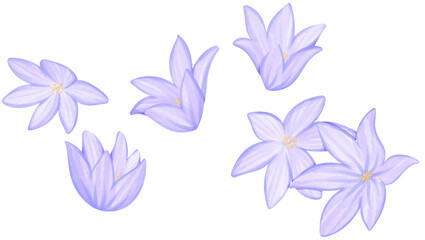 Chive blossoms Illustration Edible Flowers