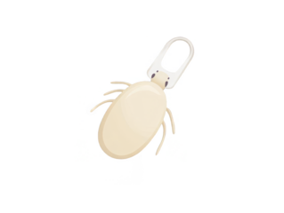 Isolated White Beetle Illustration With Transparent Background Featuring Macro Detail and Realistic Design Optimized for Adobe Stock Photo