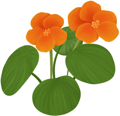 Nasturtium Illustration Edible Flowers