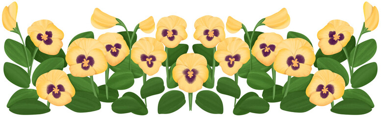 Illustration of row of Pansy flowers edible flowers