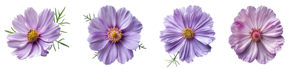 Delicate Purple Cosmos Flowers Pack of 4 Isolated on a Transparent Canvas PNG File