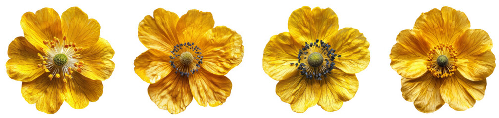 Bright Yellow Poppy Flowers Pack of 4 Isolated on a Transparent Canvas PNG File