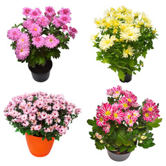 Сollection сhrysanthemum flowers in pot isolated on white background. Flat lay, top view