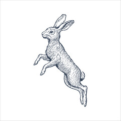 Hare in jump on white background. Line art vector Illustration
