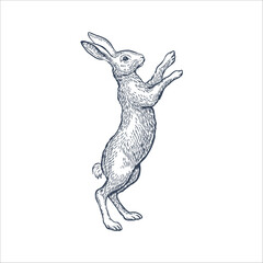 Hare standing on hind legs on white background. Line art vector Illustration

