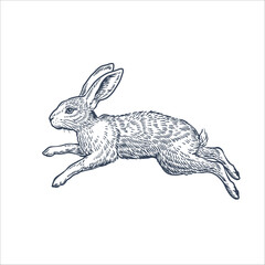 Running hare on white background. Line art vector illustration

