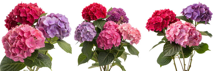  Set of Festive for the design of a postcard red Pink and purple hydrangea flower isolated on a transparent background