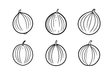 Nutmeg – Myristica fragrans line art vector illustration