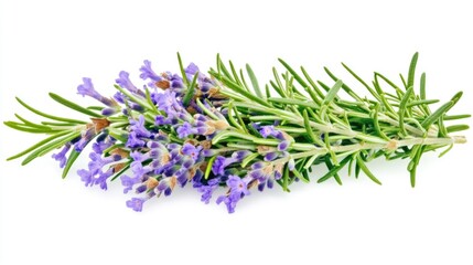 Naklejka premium The bundle of lavender is a fragrant herb known for its medicinal and essential oil uses. Purple flowers adorn the stems, providing a decorative touch to gardens.