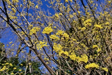 黄色いサンシュユの花