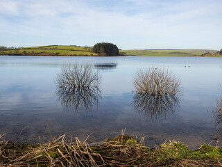 Two bushes and reflections in a lake in Cornwall with a tree on the shore behind